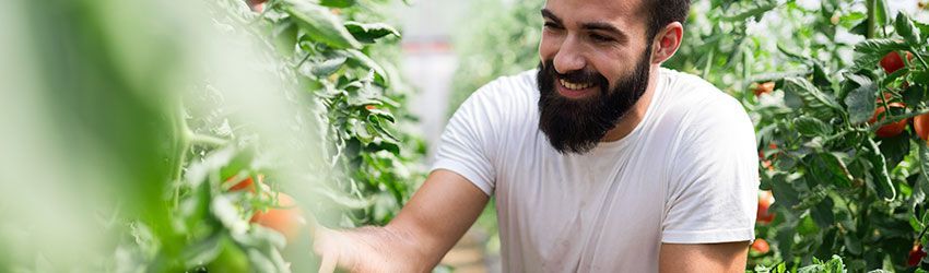 Jovem Agricultor: como montar um projecto agrícola
